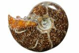 Polished, Agatized Ammonite (Cleoniceras) - Madagascar #110511-1